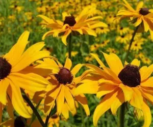 Minnesota native plants
